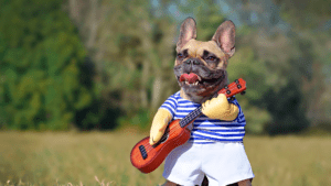 Carnaval com pets