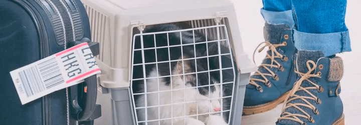 Pets na Europa - Certificado Veterinário Internacional (CVI)