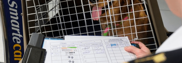 Pets na Europa - Import Permit