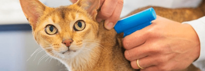 Pets na Europa - Microchip pet