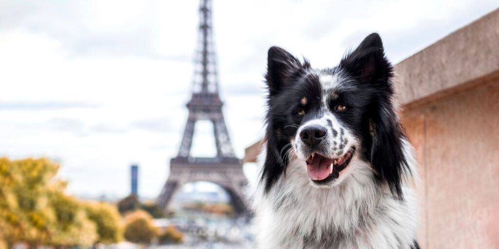 Pets na Europa