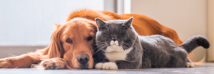 Pets na Europa - Quarentena Pet