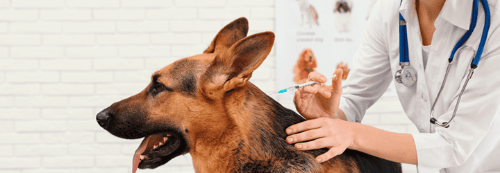 Pets na Europa - Vacinação Antirrábica