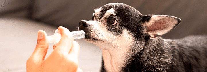 Pets na Europa - Vermifugação