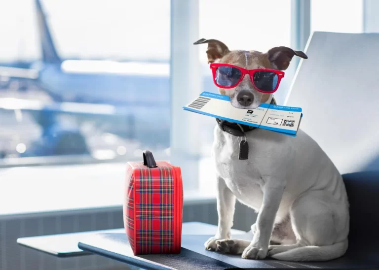 Meu pet pode viajar sozinho de avião?