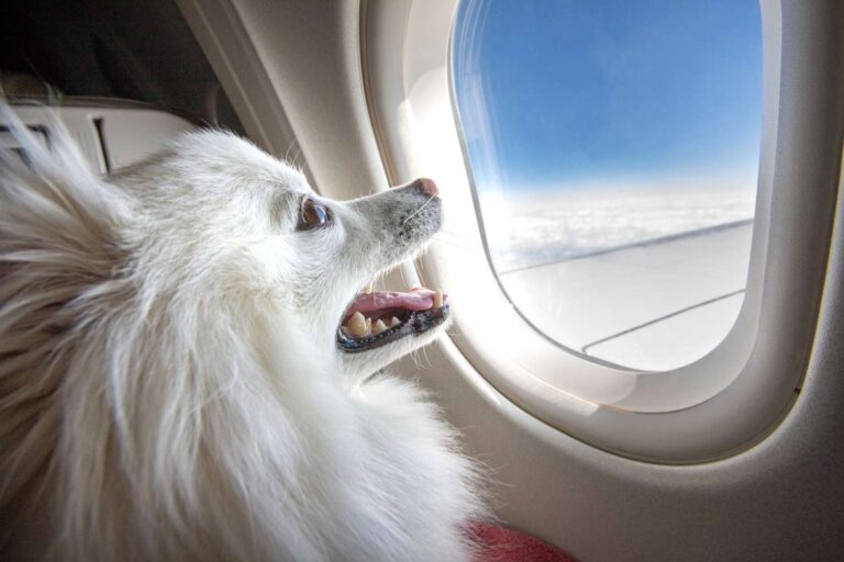 Pet na cabine do Avião