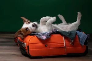 Preciso Mudar para o Exterior. Como Levar Meu Animal de Estimação?