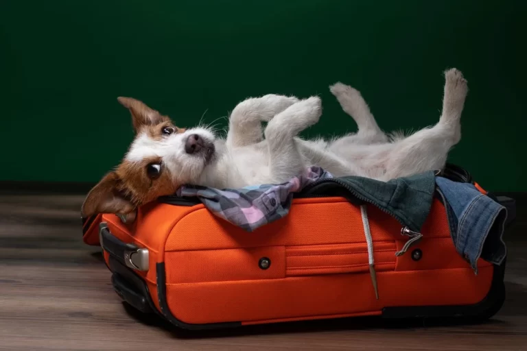 Preciso Mudar para o Exterior. Como Levar Meu Animal de Estimação?