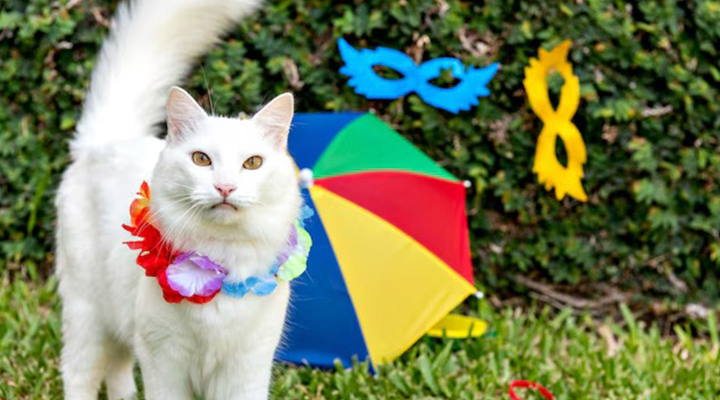 Carnaval Pet
