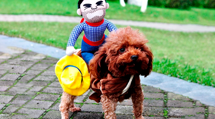 Carnaval Pet