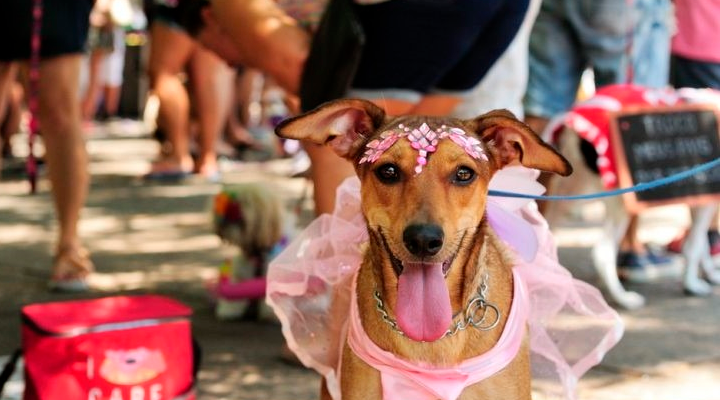 Carnaval Pet