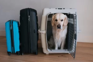 Transporte de animais em aviões