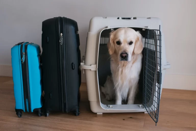 Transporte de animais em aviões