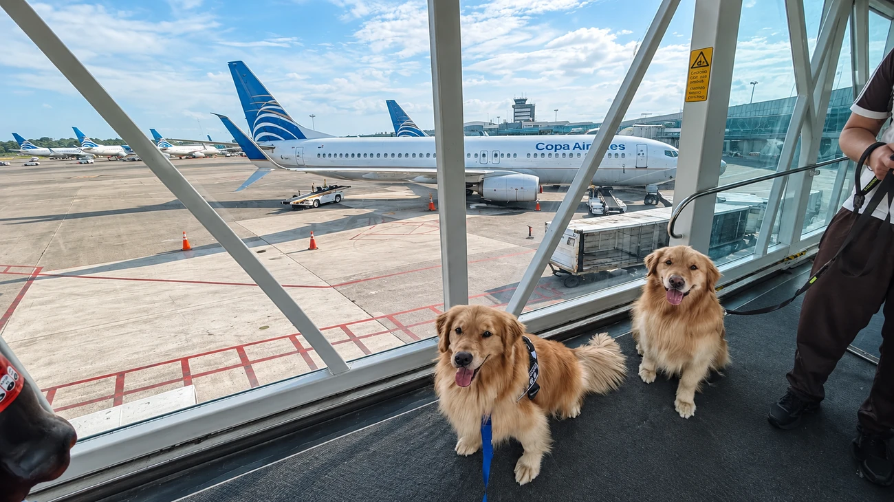 Mulher sentada no saguão do aeroporto com seus dois cachorros aguardando o embarque