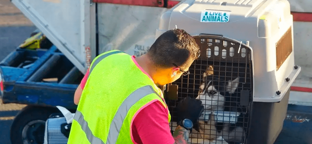 Compartimento de cargas